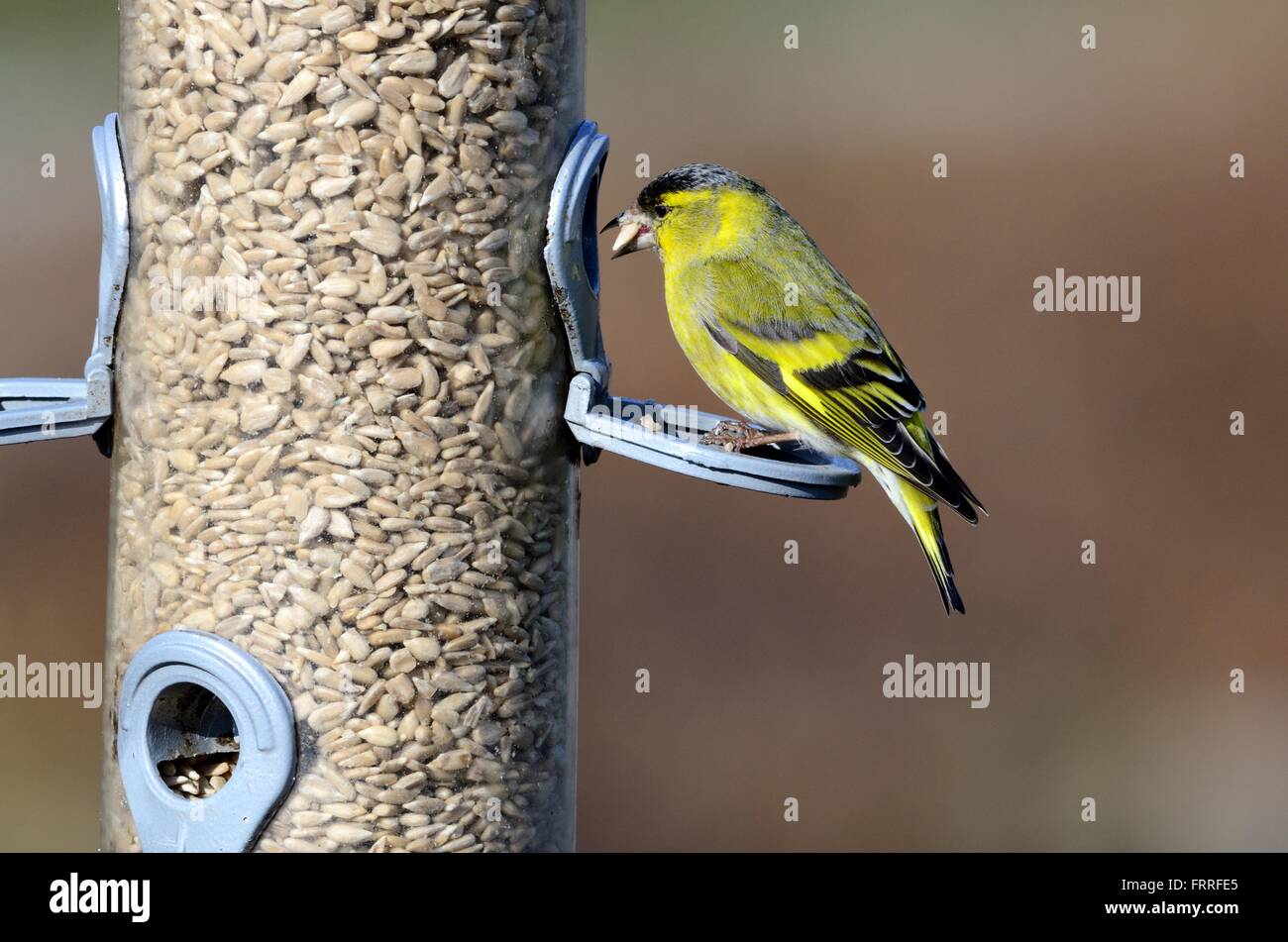 Siskin Carduelis spinus on a bird feeder with a sunflower seed in its beak Stock Photo