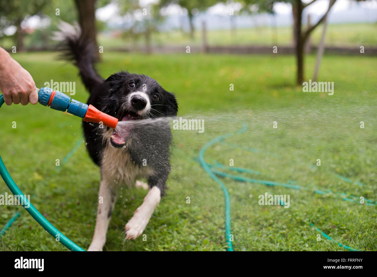 A dog playing with water from a garden hose Stock Photo Alamy