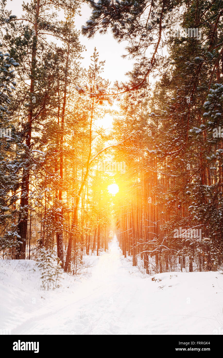 Amazing Beautiful sunset sunrise sun sunshine in sunny winter snowy coniferous forest. Stock Photo