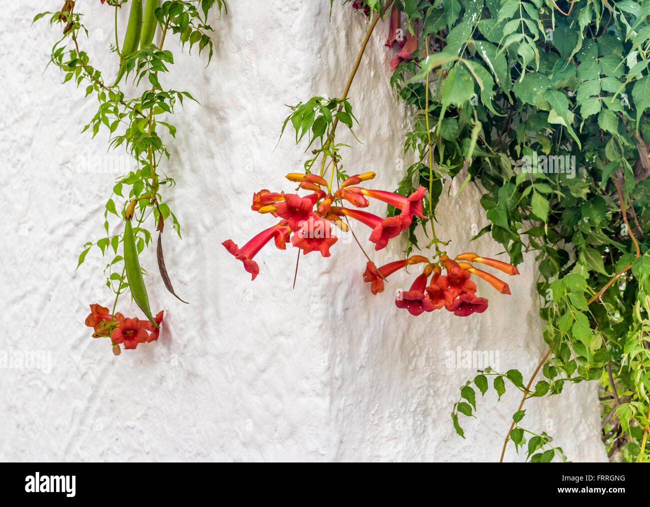 red bignonia campsis on white wall Stock Photo