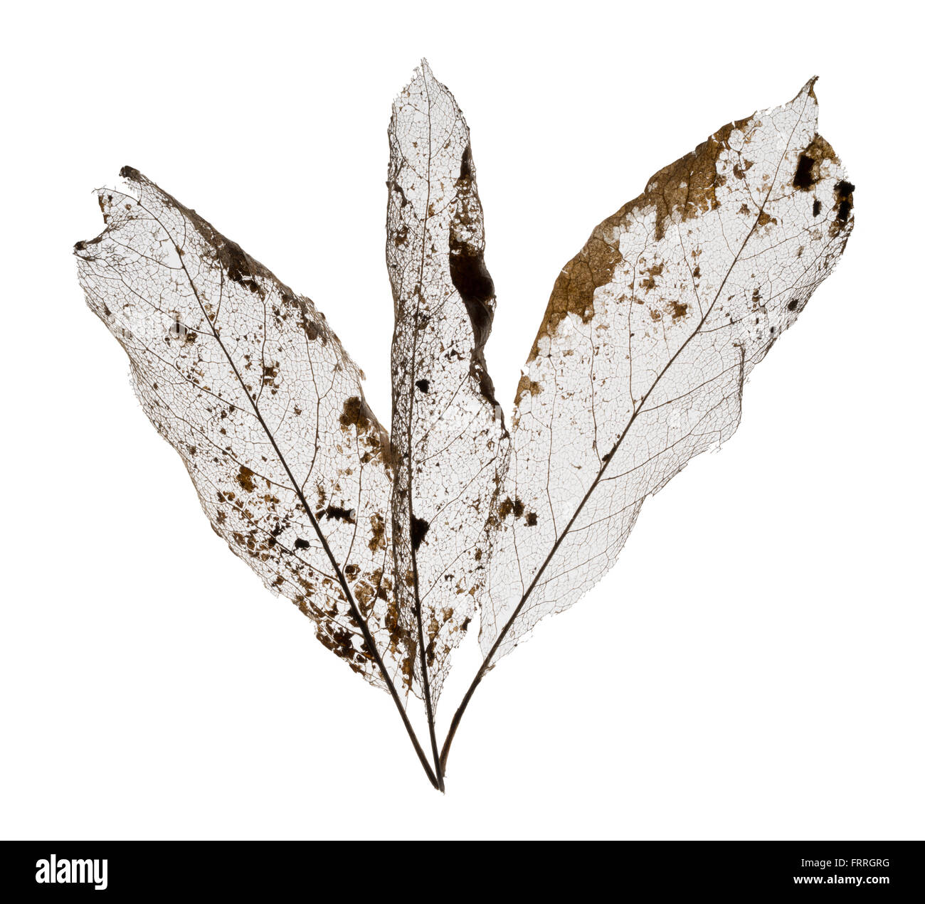 Leaf skeletons. Veins in decayed deciduous leaves. Stock Photo
