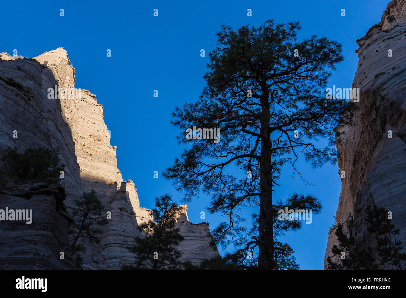 Ponderosa Pine, Pinus ponderosa, along Slot Canyon Trail at Kasha
