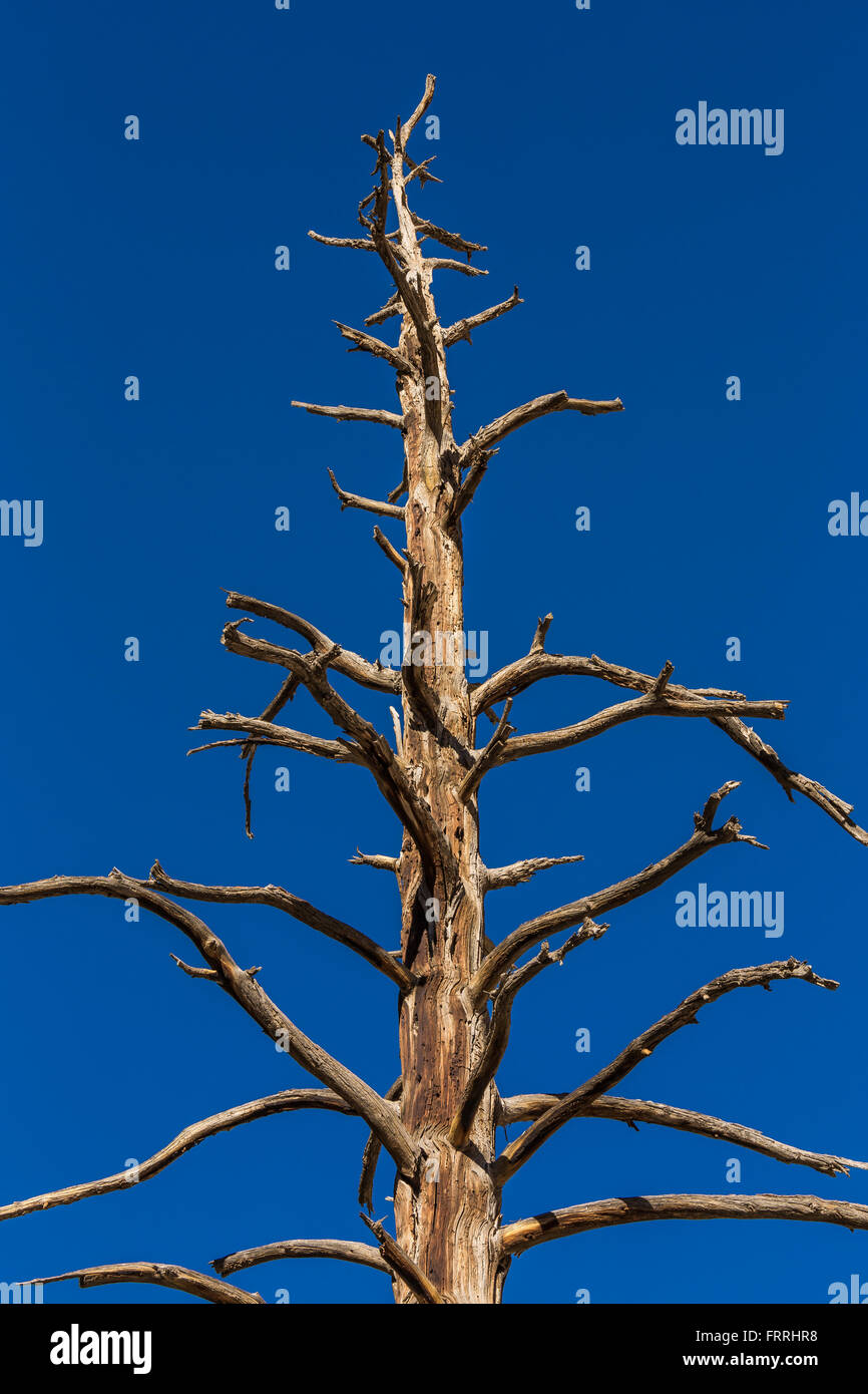 Dead Ponderosa Pine, Pinus ponderosa, along Slot Canyon Trail at Kasha