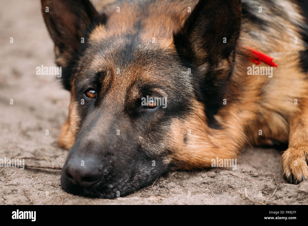 Sad german shepherd dog hires stock photography and images Alamy