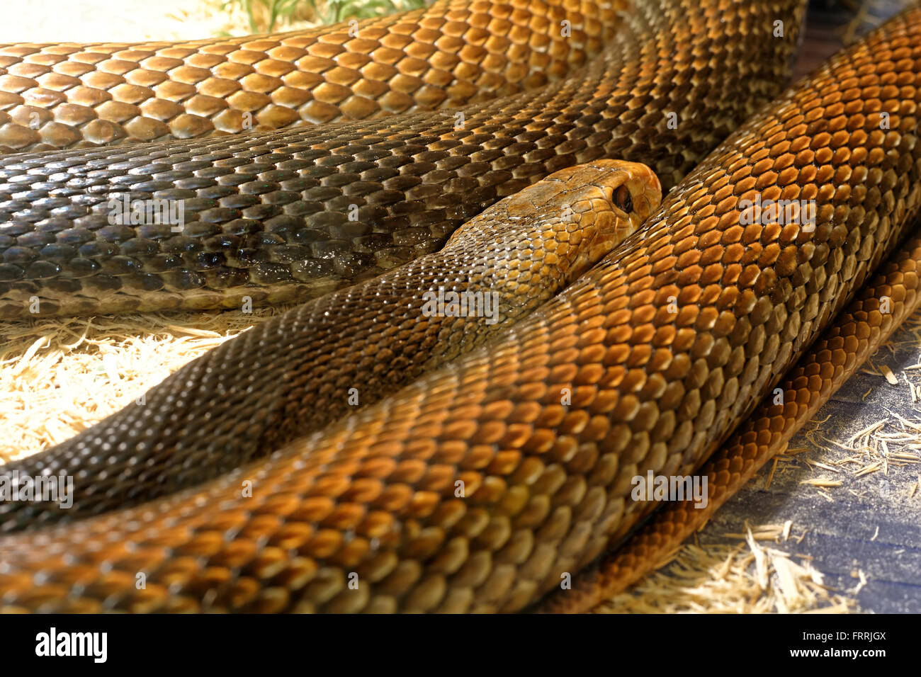 Snake in the terrarium - Coastal taipan Stock Photo