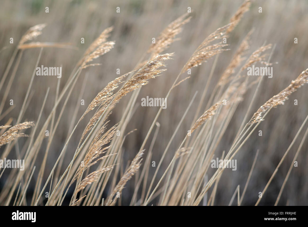 Reeds reed marsh, view of reeds in a marsh bed near Orford in Suffolk, England. Stock Photo