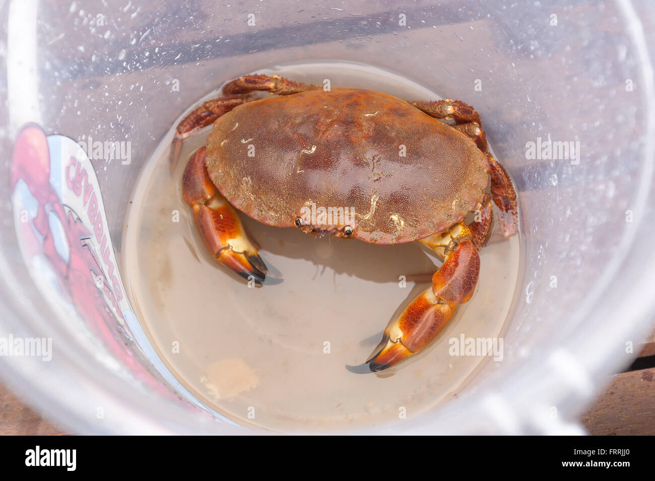 Crab bucket cromer, a captured crab in a plastic bucket, Cromer, Norfolk, UK. Stock Photo