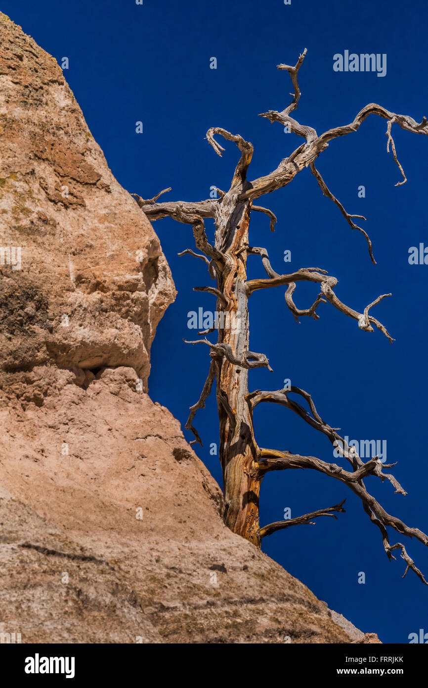 Dead Ponderosa Pine, Pinus ponderosa, with Tentshaped hoodoos in KashaKatuwe Tent Rocks