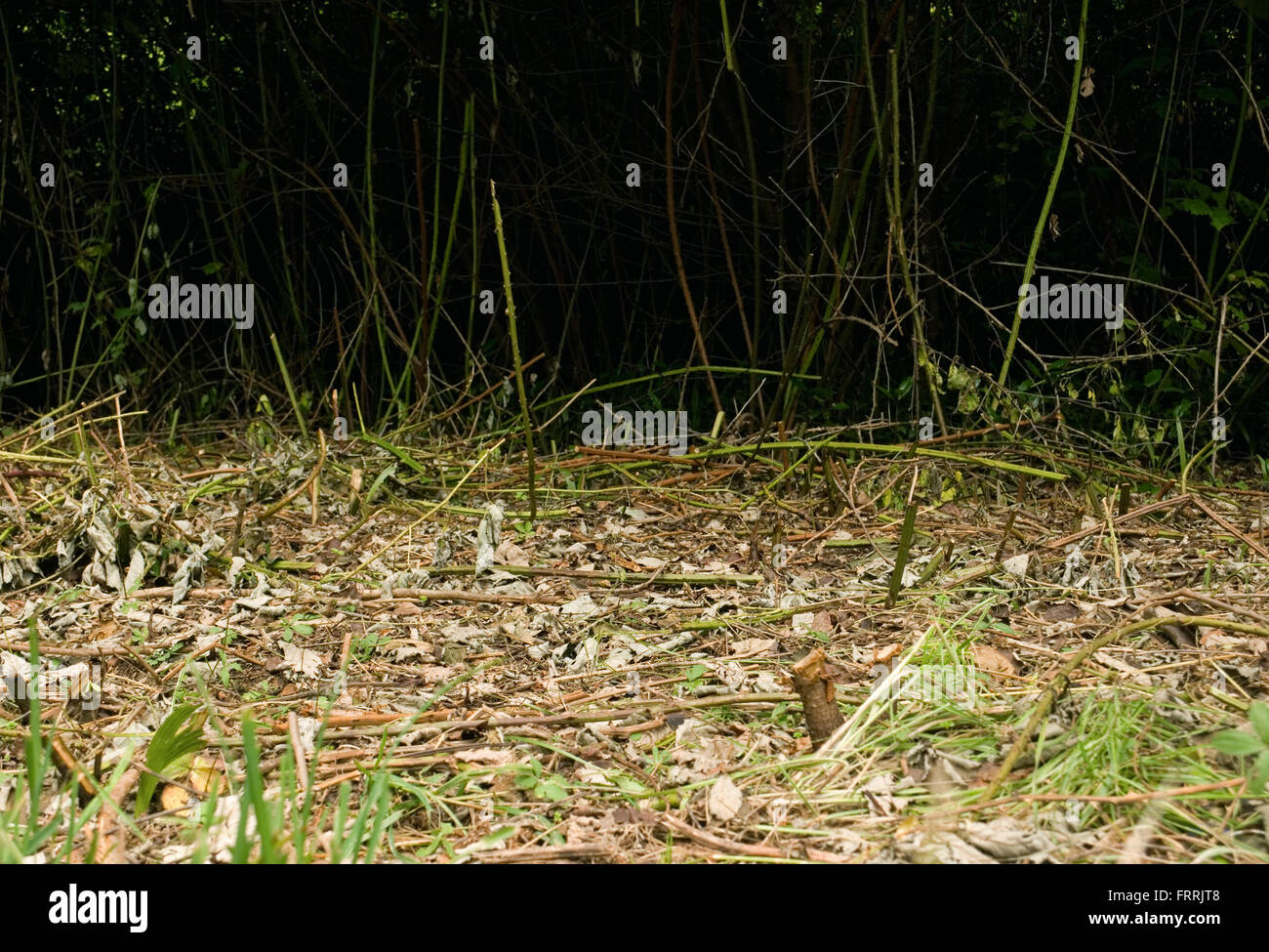 brambles clear cut Stock Photo