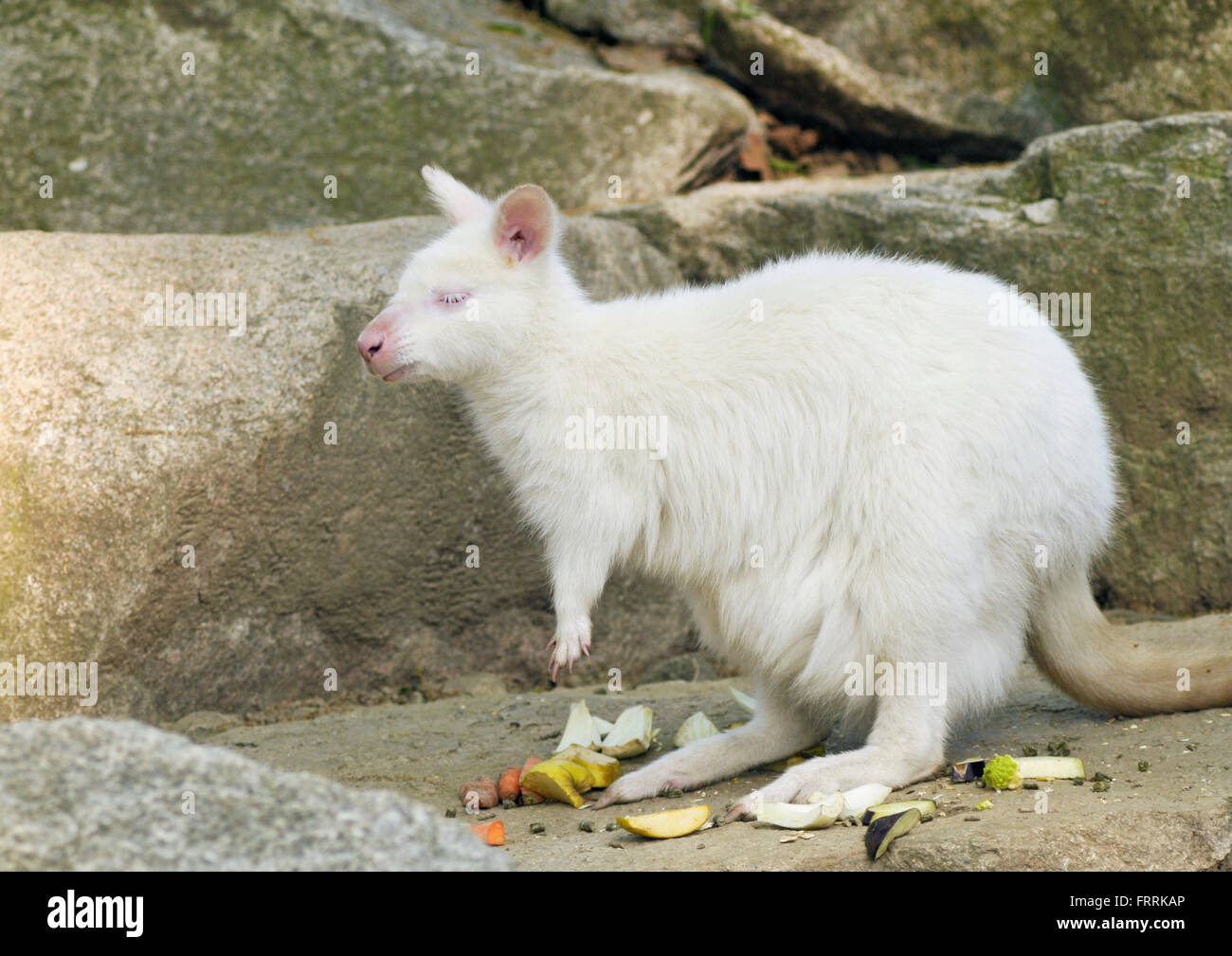 albino bennetts wallaby - Macropus rufogriseus Stock Photo