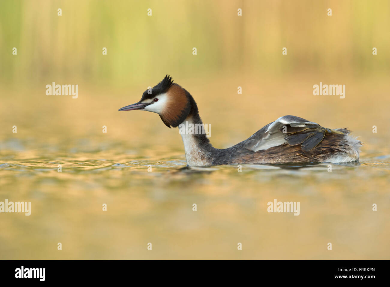 Great Crested Grebe ( Podiceps cristatus ) shows his lobed toes placed far back while swimming over nice colored water. Stock Photo