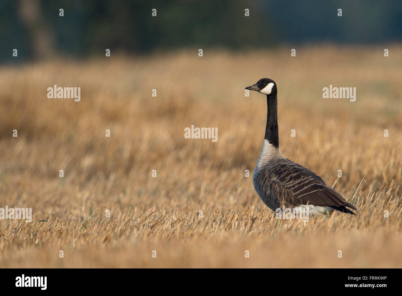 Canada Goose / Kandagans ( Branta canadensis ), adult bird, sitting on a golden stubble field, watching around attentively. Stock Photo
