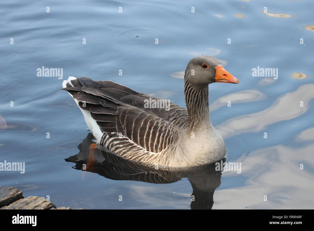 Single Greylag swimming on River Wandle Stock Photo