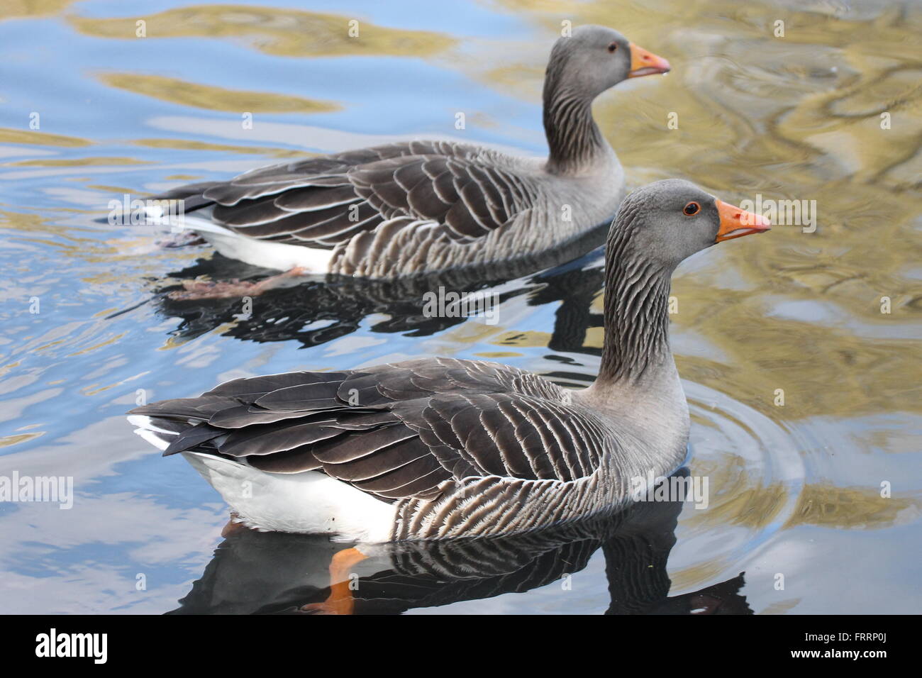 a pair of Greylag geese swimming on the river wandle, beddington park. Stock Photo