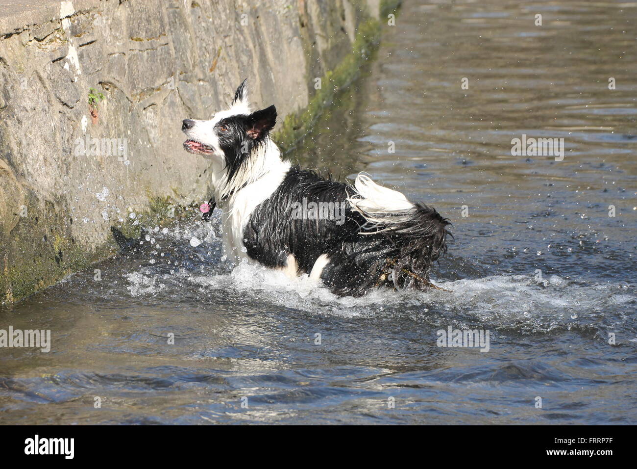 Border Collie swimming in the River Wandle.. Stock Photo