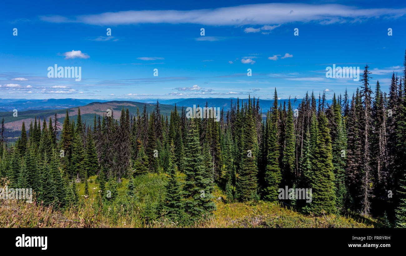 Pine Beetle affected Trees in the Shuswap Highlands of central British Columbia, Canada Stock Photo