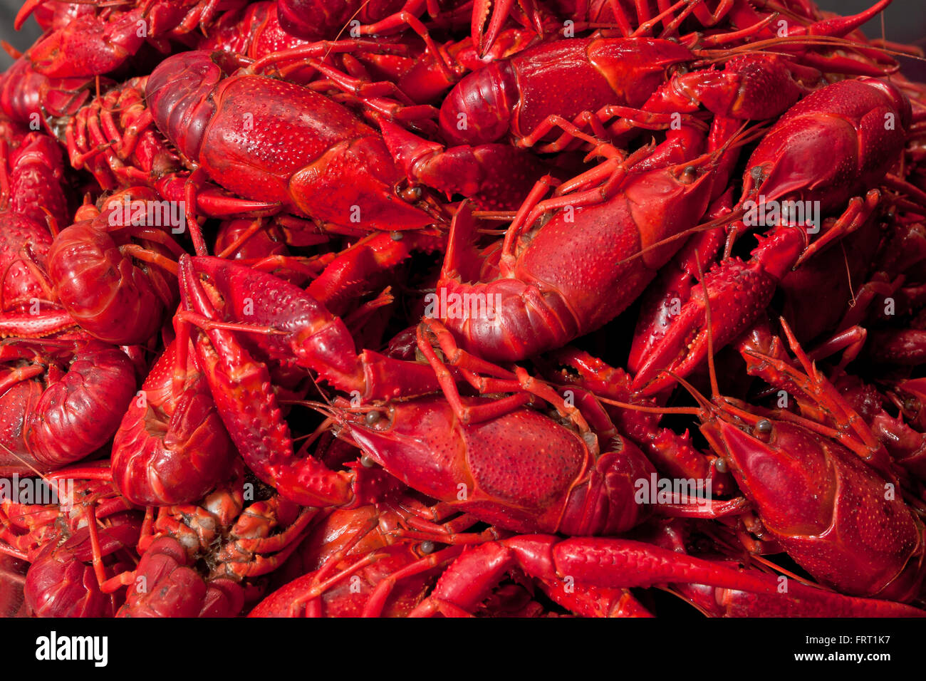 A look down in a pile of red freshly cooked crayfish, probably made for dinner party Stock Photo