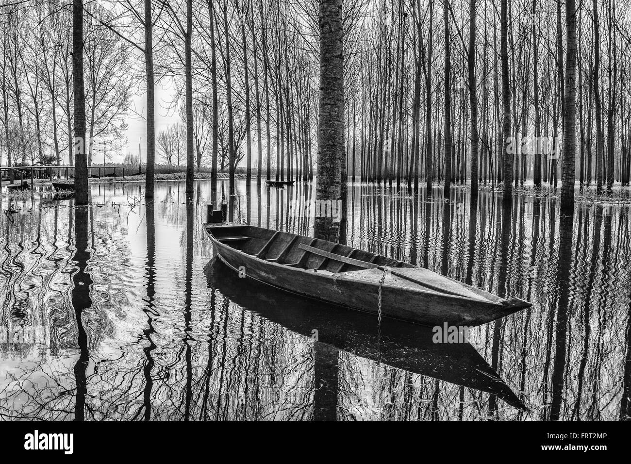 SWAMP Stock Photo