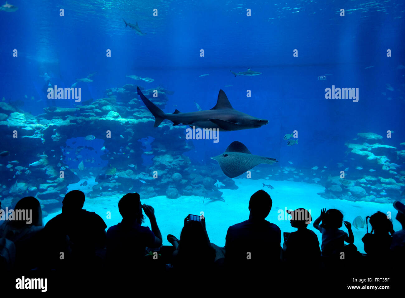 Visitors watching a shark swimming at the Shark Pool of Coral World Underwater Observatory aquarium located in the city of Eilat at the northern tip of the Red Sea on the Gulf of Aqaba. Stock Photo