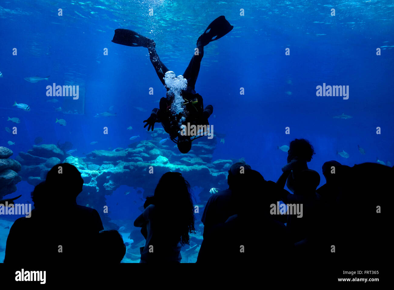 Visitors in the Shark Pool of Coral World Underwater Observatory