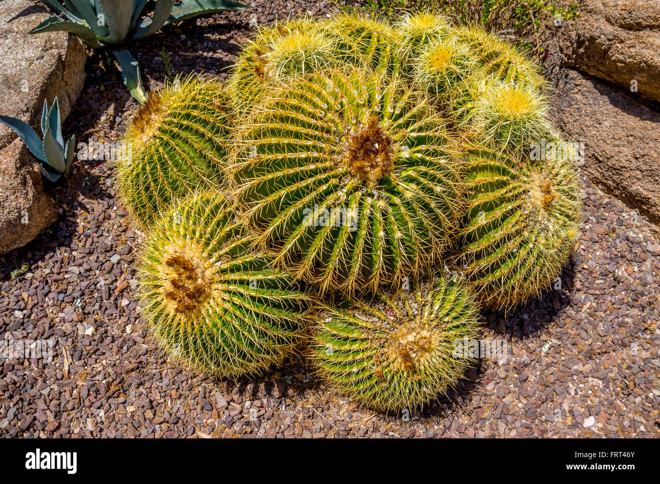 Echinocactus grusonii aka Golden Barrel Cactus in the Arizona Desert Stock Photo