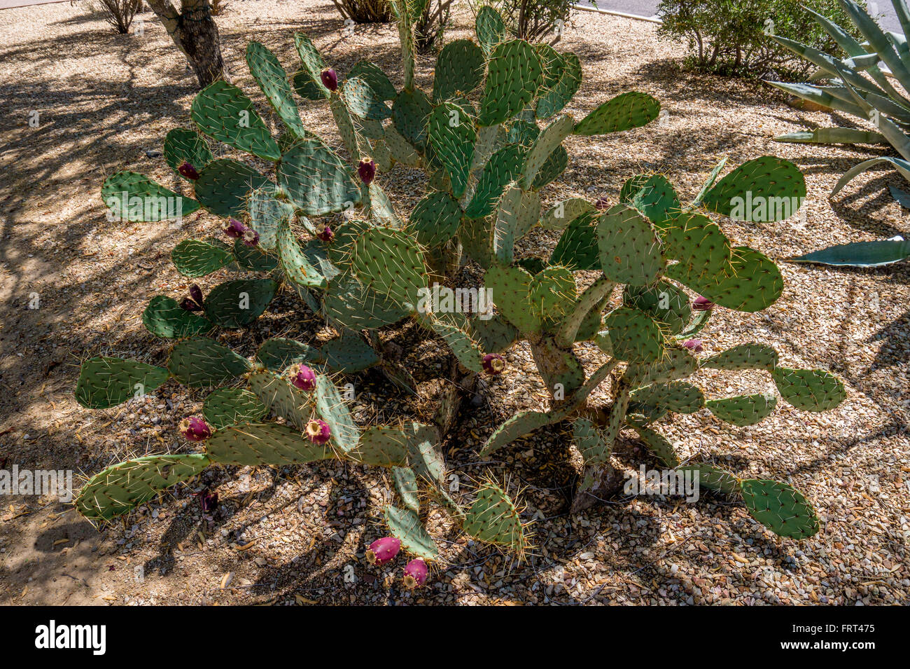 Echinocactus grusonii aka Golden Barrel Cactus in the Arizona Desert Stock Photo