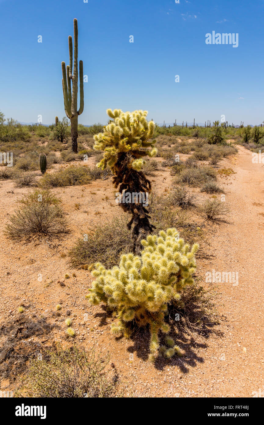 Desert landscape in Arizona under blue skies with saguaro cactus, shrubs and desert trees Stock