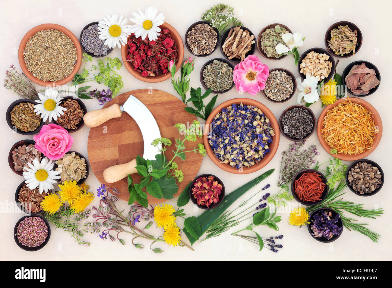 Natural flower and herb selection used in herbal medicine over speckled handmade cream paper background. Stock Photo