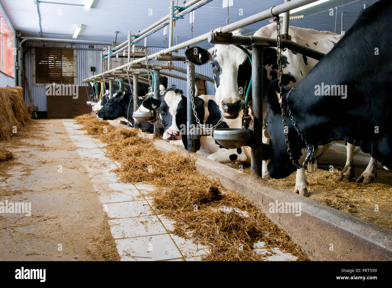 Herd of dairy cows in a barn. Stock Photo