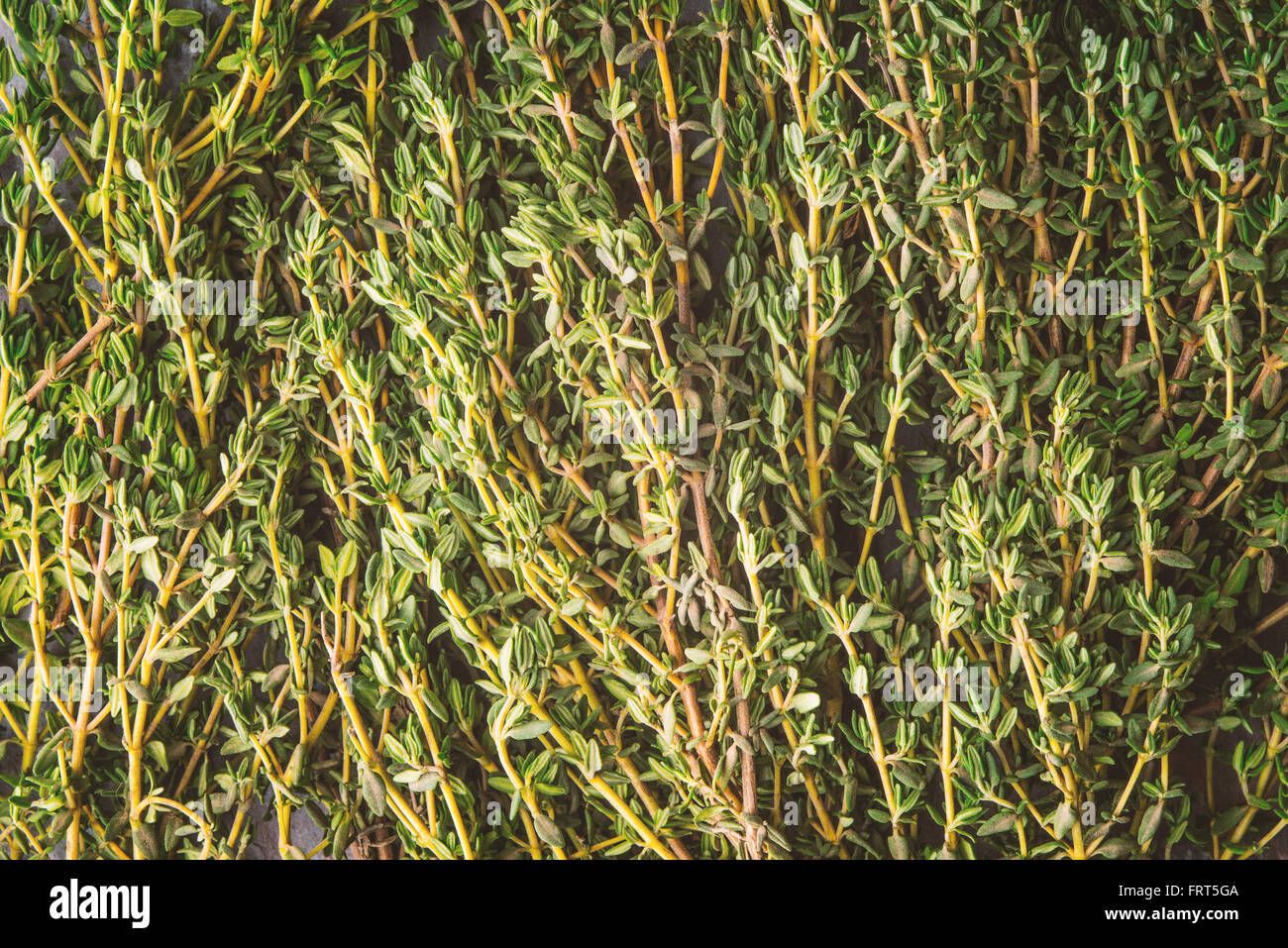 Thyme sprigs  background Stock Photo