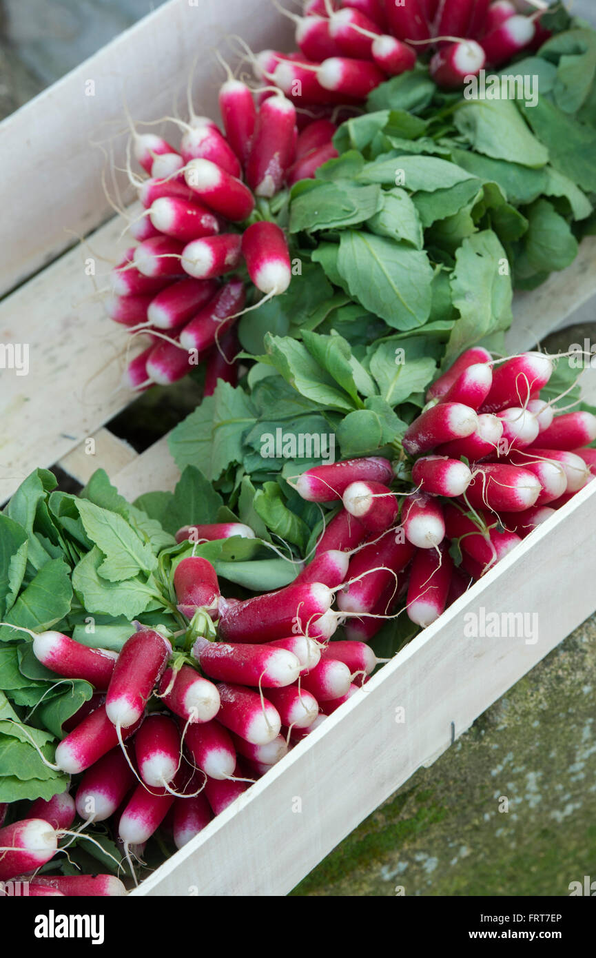 Raphanus sativus. Bunches of harvested Radishes in a wooden box Stock Photo