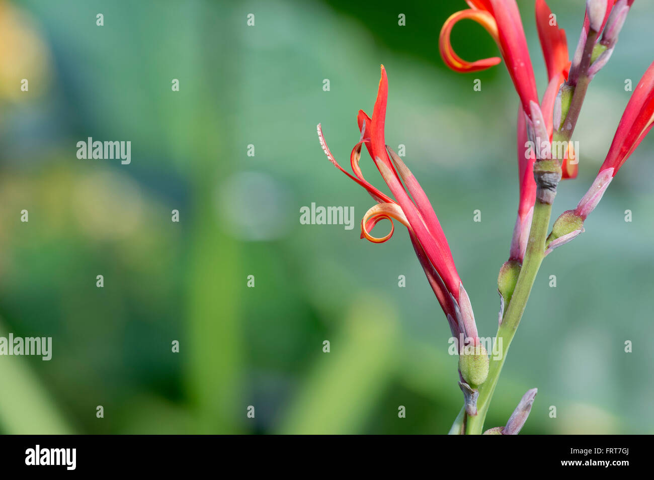 Canna Indica. Indian shot flower Stock Photo