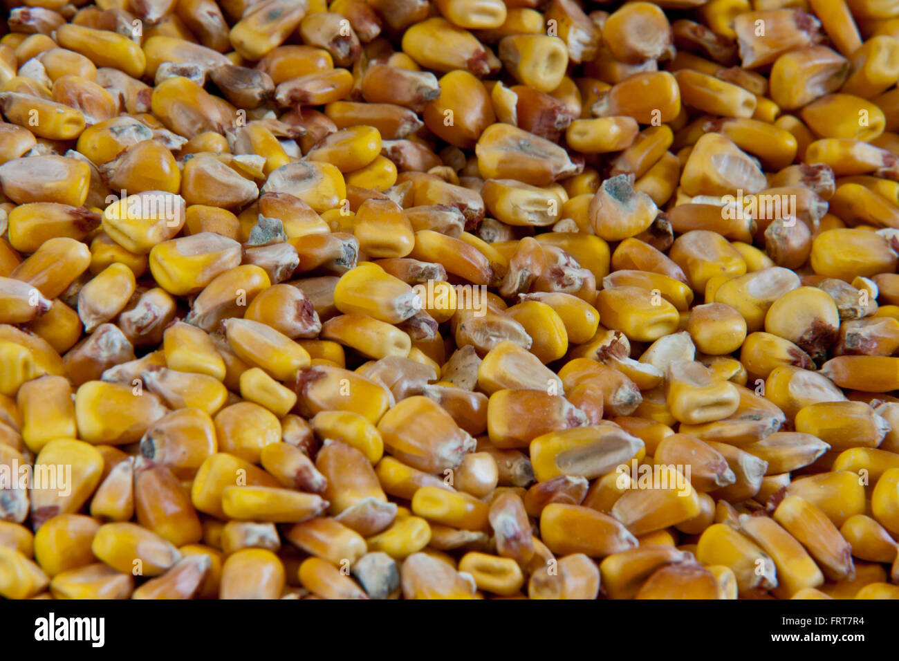 Whole kernel corn. Stock Photo