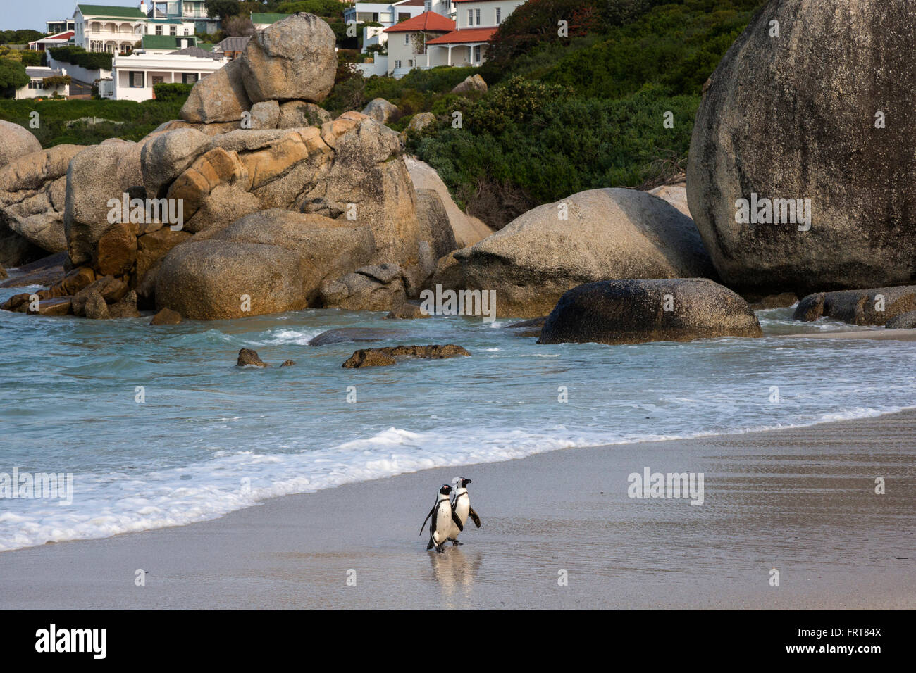 African penguins (Spheniscus demersus) returning to colony, Foxy Beach, Table Mountain National Park, Simon's Town, South Africa Stock Photo