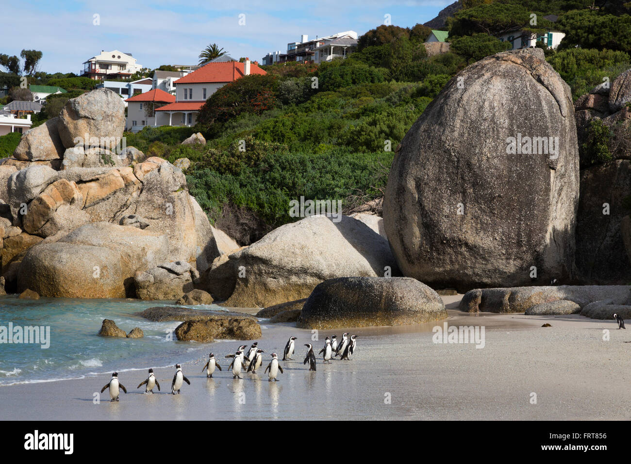 African penguins (Spheniscus demersus) returning to colony, Foxy Beach, Table Mountain National Park, Simon's Town, South Africa Stock Photo