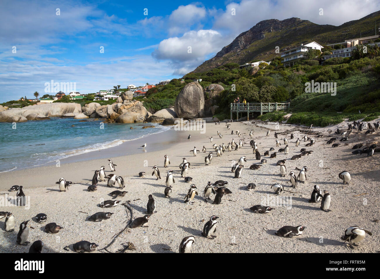 African penguins (Spheniscus demersus) colony on Foxy Beach, Table Mountain National Park, Simon's Town, Cape Town, South Africa Stock Photo