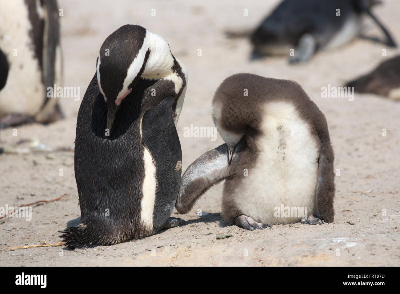 African penguins (Spheniscus demersus) adult with chick preening, Foxy Beach, Table Mountain National Park, South Africa Stock Photo