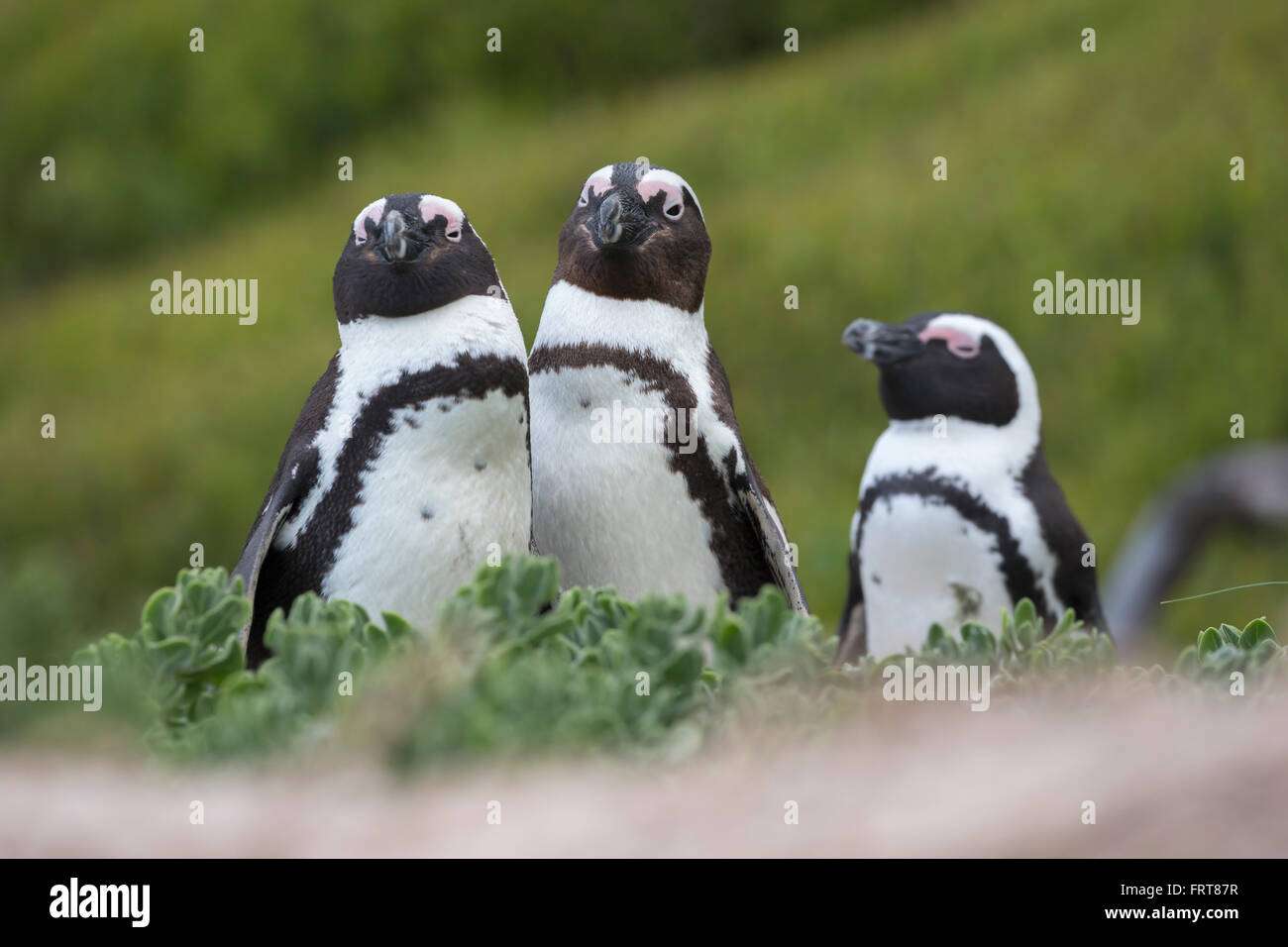 African penguins (Spheniscus demersus), Foxy Beach, Table Mountain National Park, Simon's Town, Cape Town, South Africa Stock Photo