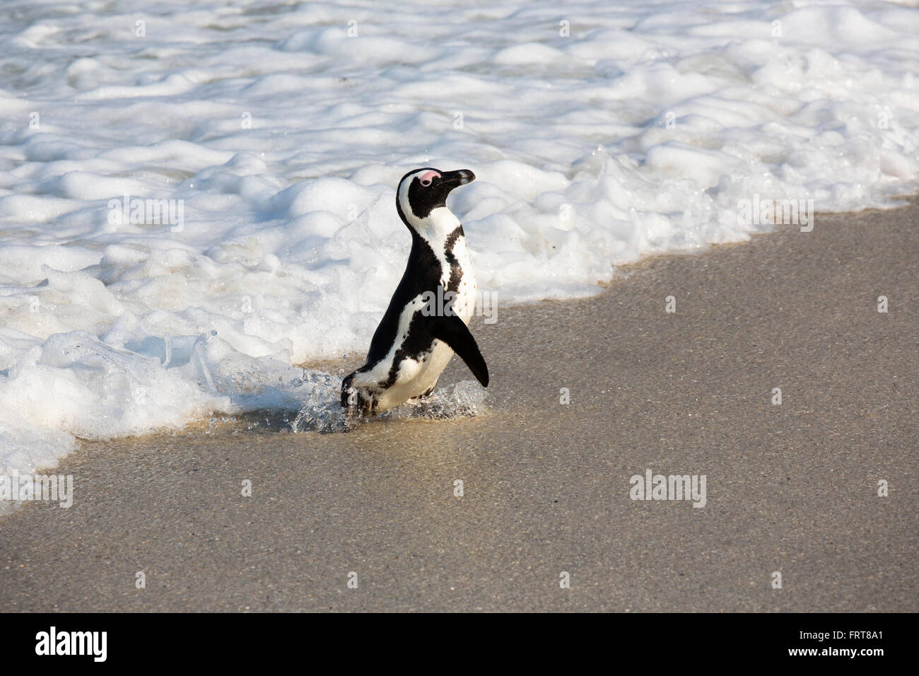 African penguin (Spheniscus demersus) Foxy Beach, Table Mountain National Park, Simon's Town, Cape Town, South Africa Stock Photo