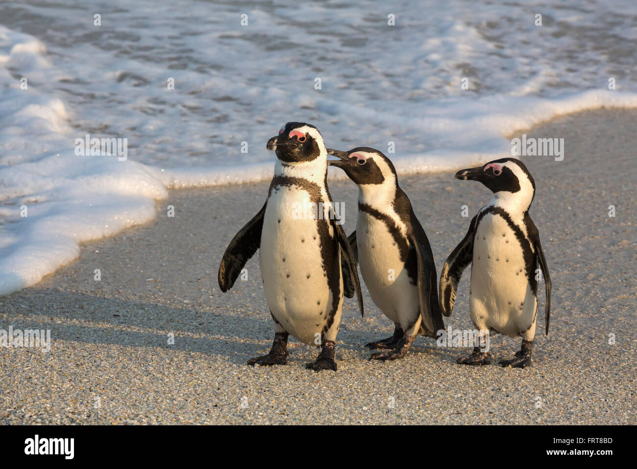African penguins (Spheniscus demersus)  Foxy Beach, Table Mountain National Park, Simon's Town, Cape Town, South Africa Stock Photo