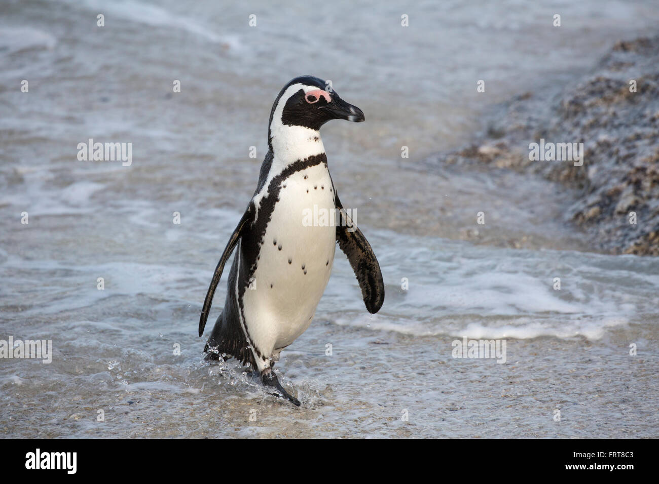 African penguin (Spheniscus demersus), Foxy Beach, Simons Town, Table Mountain National Park, South Africa Stock Photo