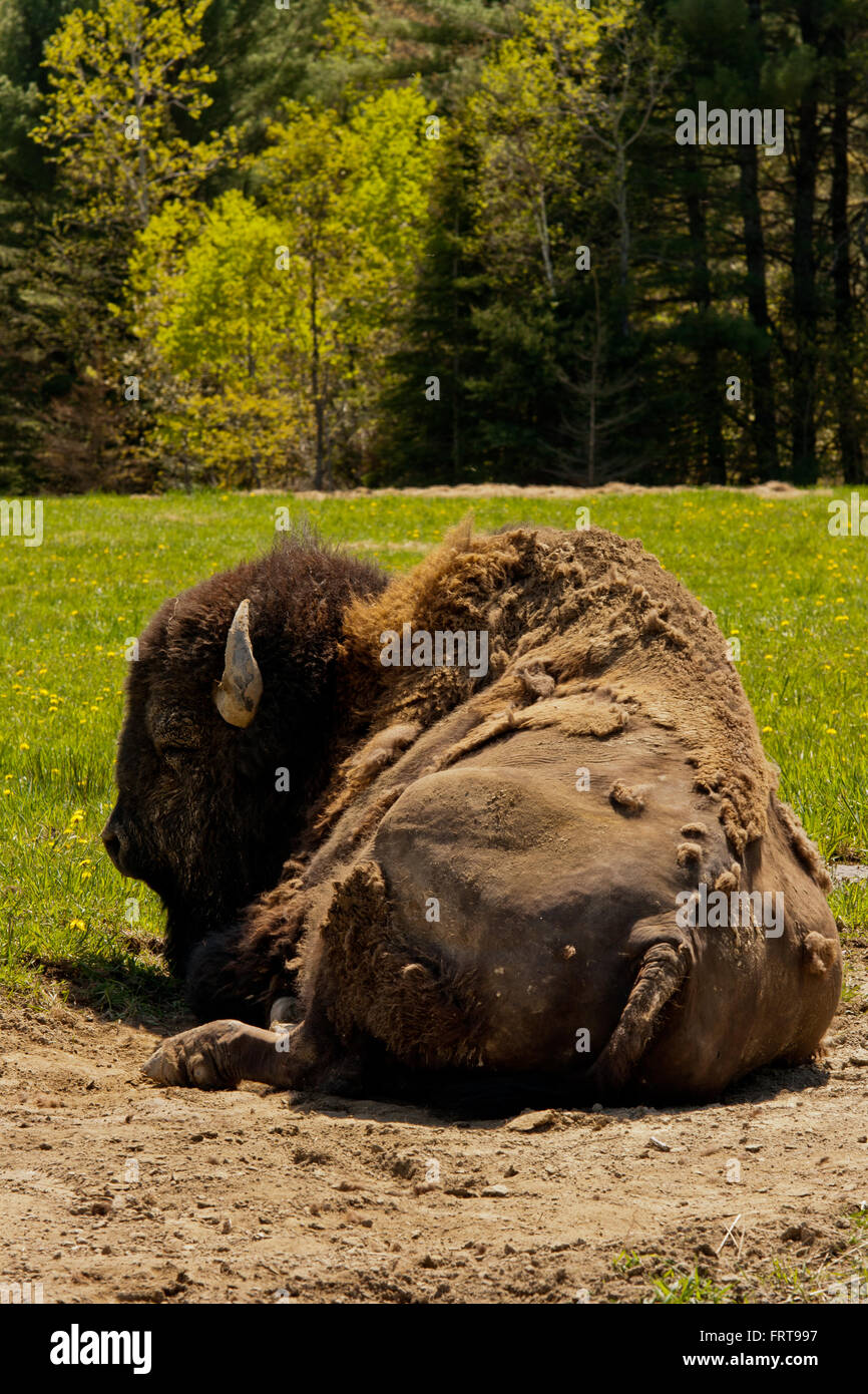 Large male bison shedding its winter coat Stock Photo - Alamy