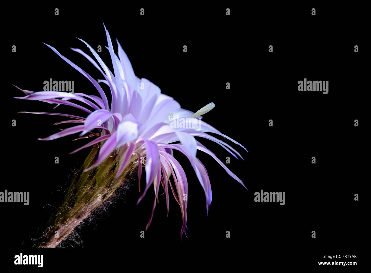 echinopsis eyriesii flower blooming succulent plant Stock Photo