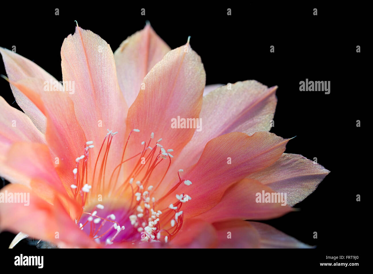 echinopsis flower blooming succulent plant Stock Photo