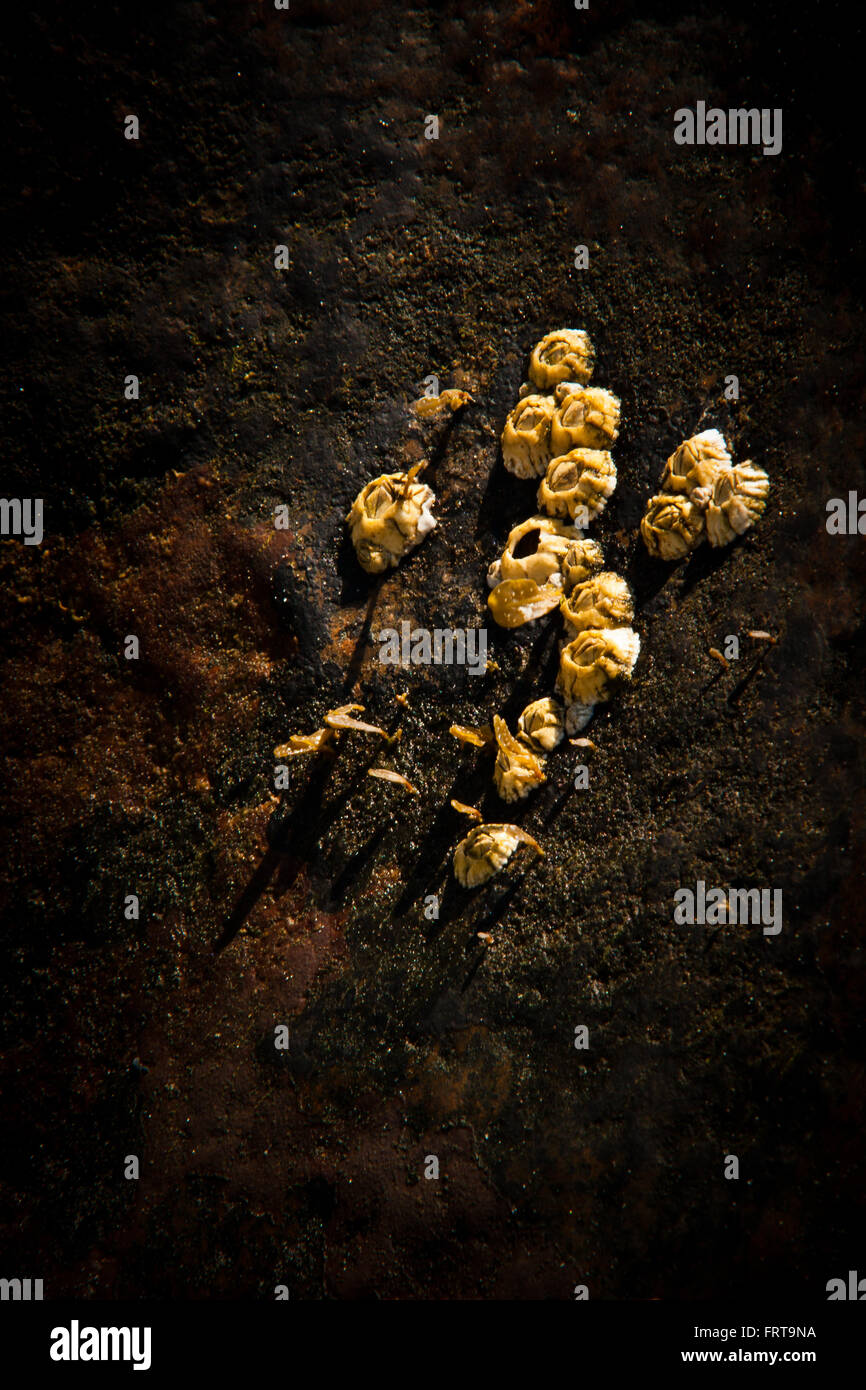 res stock photography and images Biology Diagrams