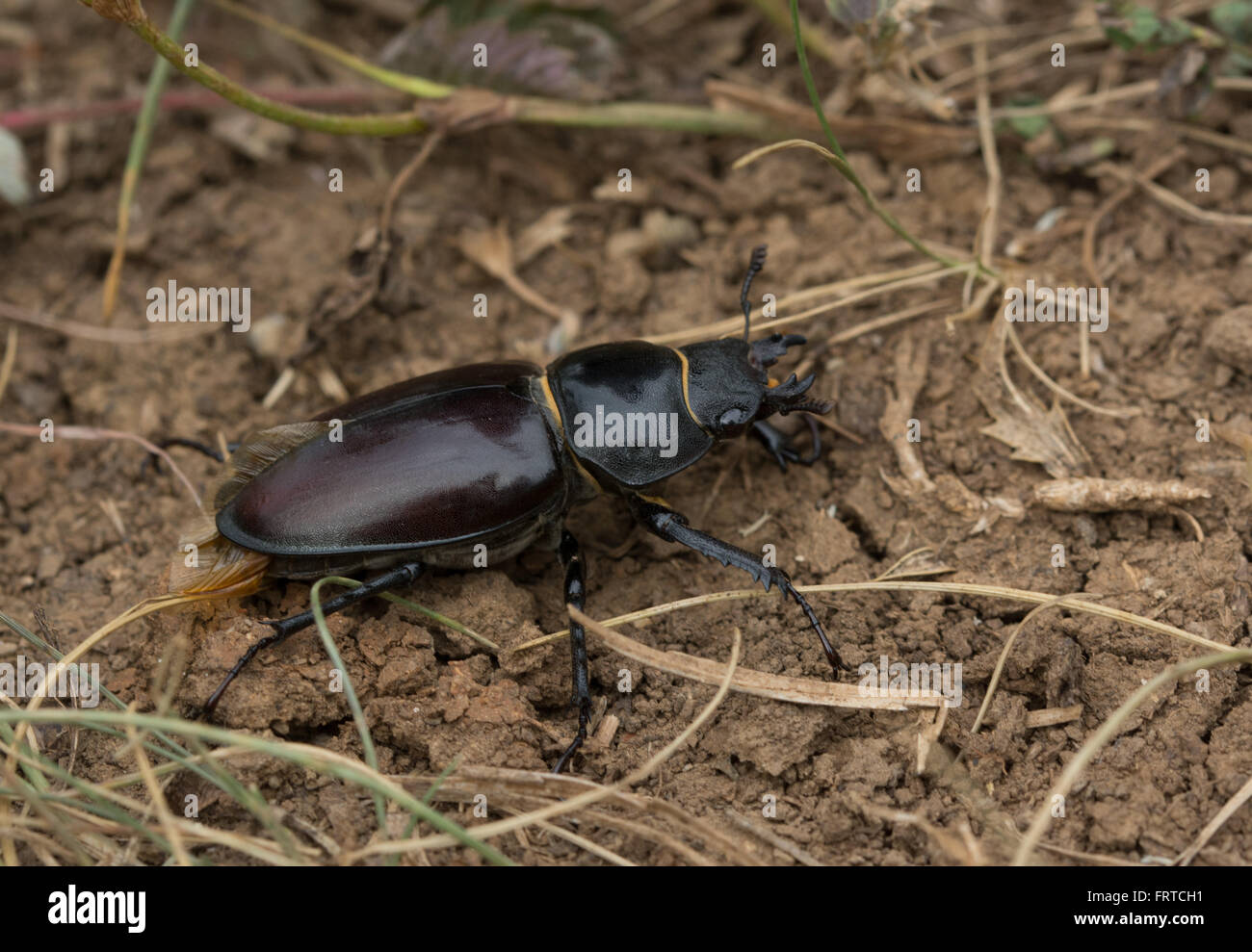 Female stag beetle (Lucanus cervus) Stock Photo