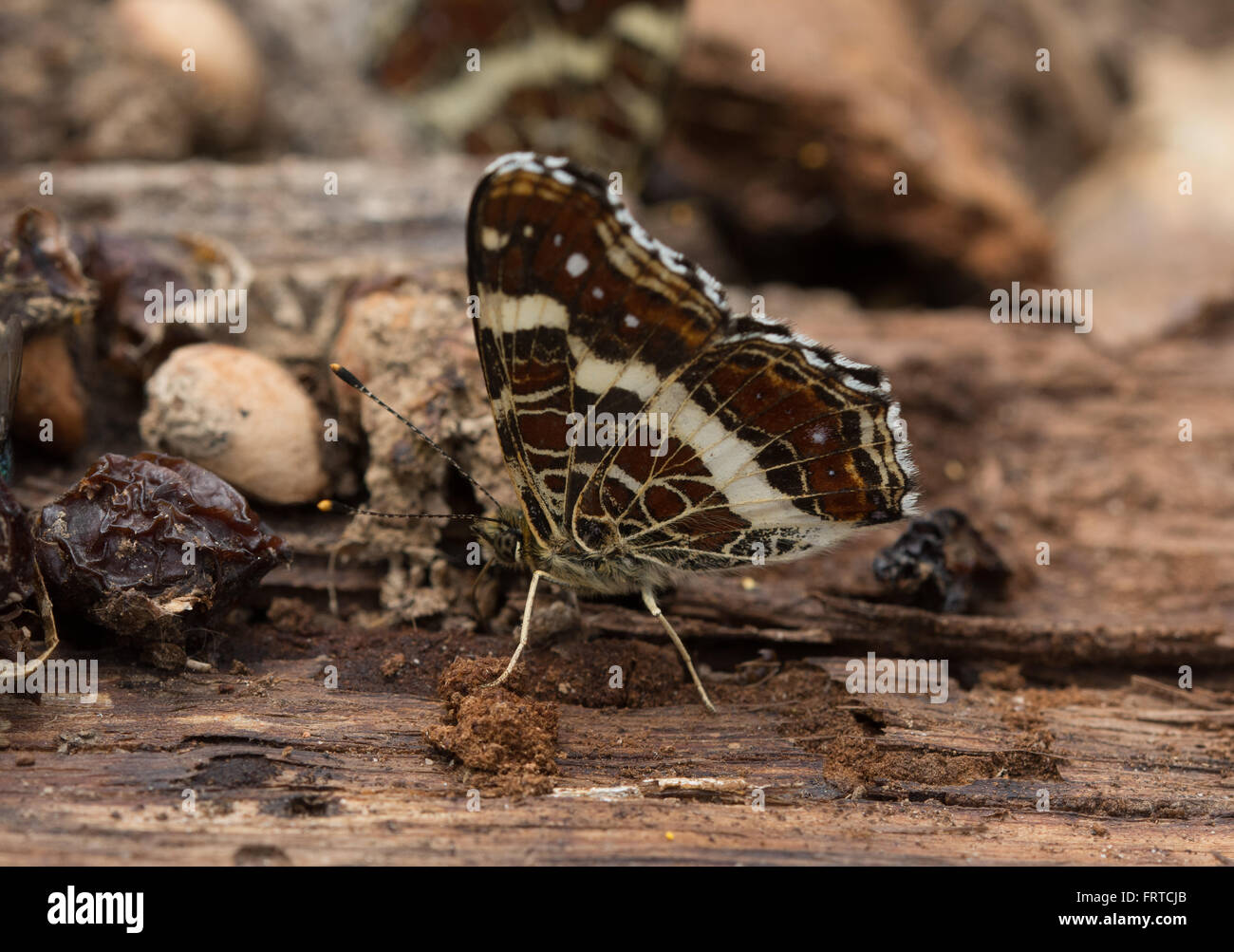 Map butterfly (Araschnia levana prorsa form) side-view in Hungary Stock Photo