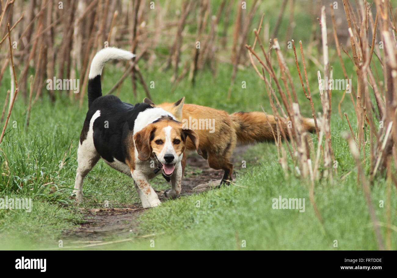 Fox beagle hotsell