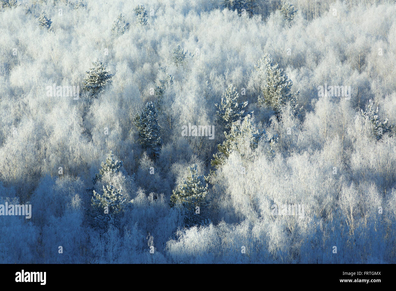 Detail of winter country with snow covered trees in forest Stock Photo ...