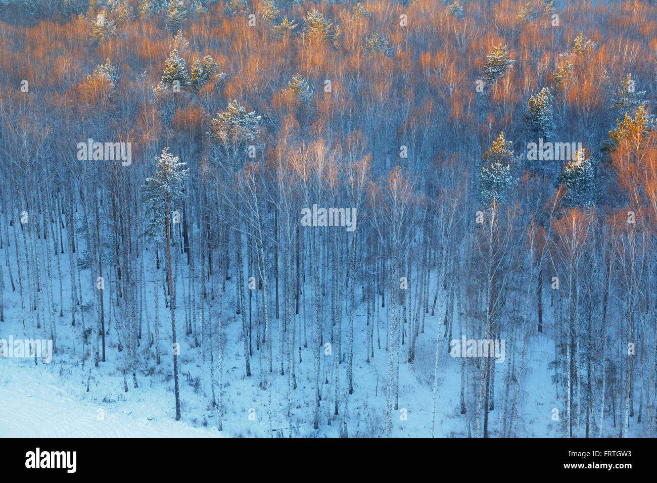 Detail of winter country with snow covered trees in forest Stock Photo ...